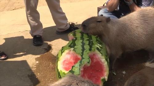 水豚可以吃瓜吗,探索它们对瓜果的喜爱