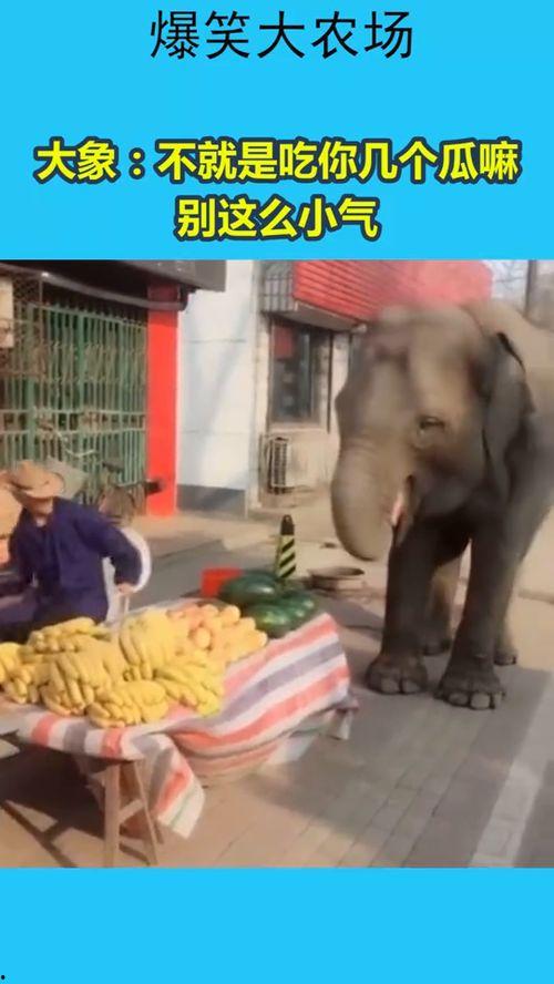 大象吃葫芦瓜视频,葫芦瓜盛宴大揭秘