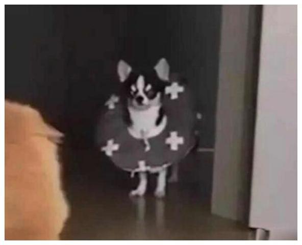 狗吃瓜群众漫画,揭秘网络舆论场的趣味与真相