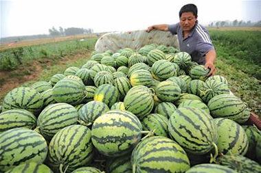 缅甸中国居民吃瓜,瓜果飘香，共享清凉时光